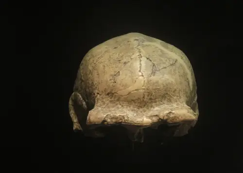 ARQUE.-003-H.erectus-13m-en-P.Iberica