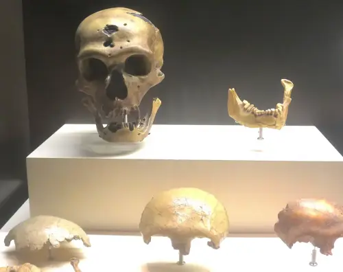 ARQUE.-025-H.neanderthalensis200.000-28.000-a