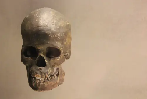 ARQUE.-041-P.-Superior-H.sapiens-120.000-Actualidad