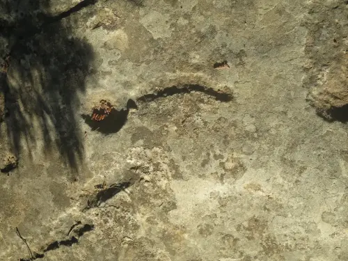 ARQUE.-166-Petroglifos-o-insculturas-El-Cenajo-Hellin