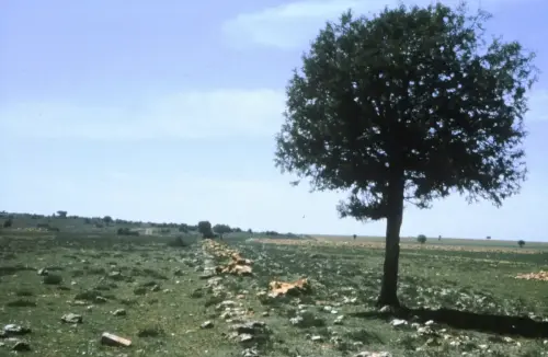 ARQUE.-458-Calzada-romana-en-El-Ballestero