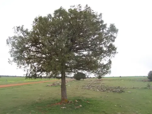 ARQUE.-459-Calzada-romana-cerca-de-Robledo