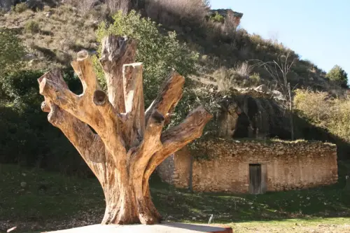 Curiosidades24-Planton-del-Covacho-Nerpio