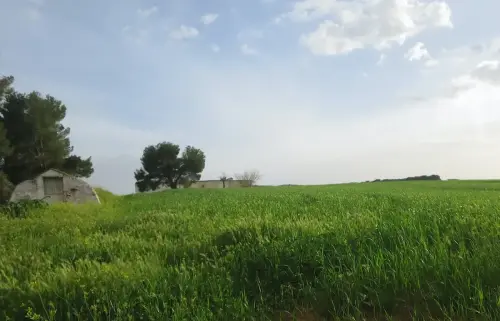 Aljibes-Albacete-Oran4