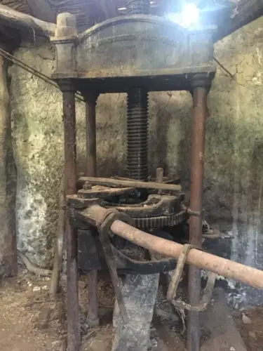 Almazaras-La-Graya-Yeste9