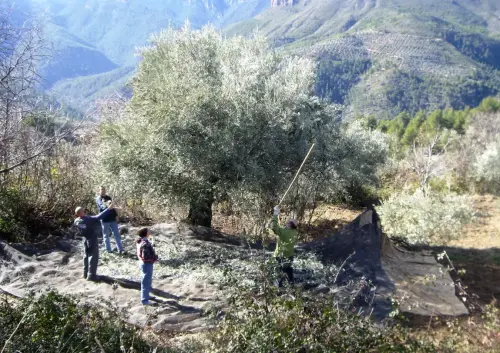 Almazaras-Vareando-la-aceituna