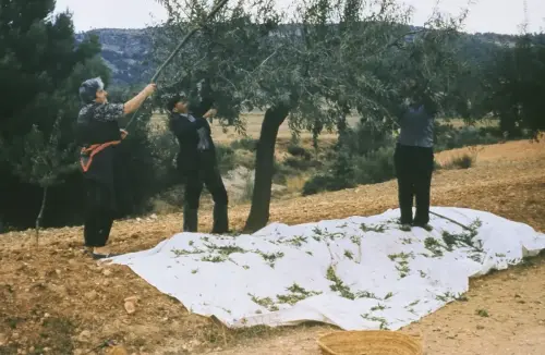 Almazaras-Vareando-la-aceituna2