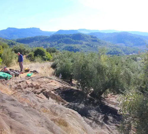 Almazaras-Vareando-la-aceituna3