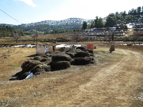 Destilacion-de-aromaticas-Los-Charcones-Letur