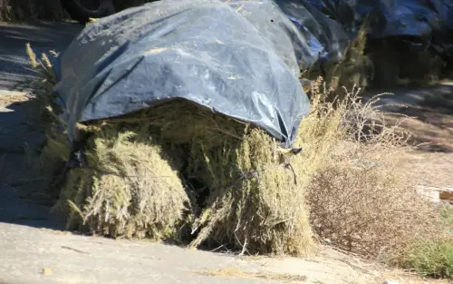 Destilacion-de-aromaticas2