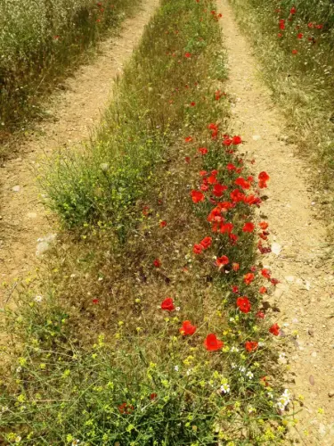 Caminos-herradura-El-Bonillo