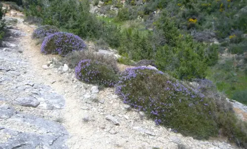 Caminos-herradura-Nerpio2