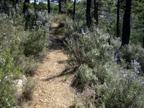 Caminos-herradura-Villaverde-Guadalimar.Co-de-Riopar2