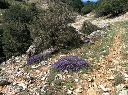Caminos-herradura-Yeste-de-los-Tornajos-Yegueros2