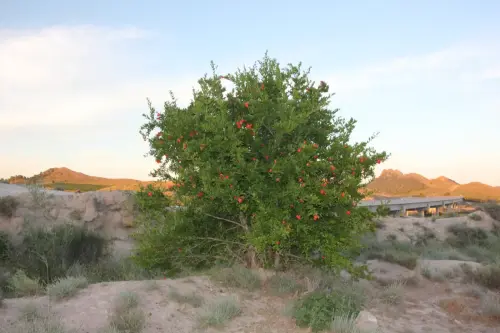 Casacueva-Hellin-Minateda15