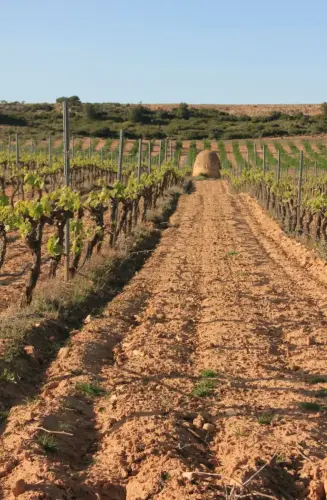 Cucos-Chinchilla-por-Montesinos2