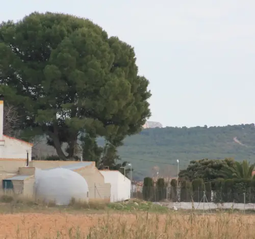 Cucos-Hellin-Canada-de-Agra