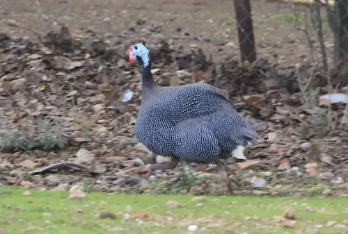 Gallinas-De-Guinea