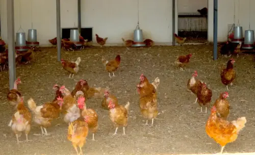 Gallinas-ecologicas2