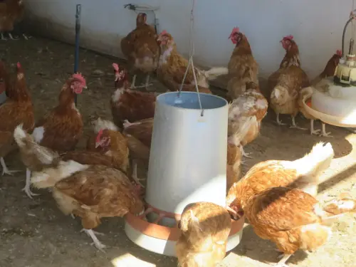 Gallinas-ecologicas3