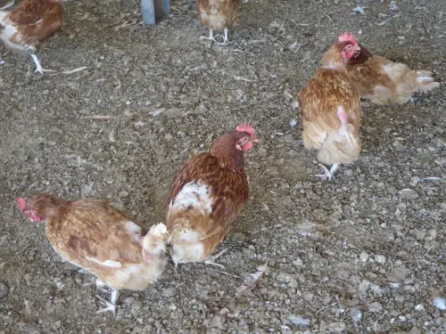 Gallinas-ecologicas4