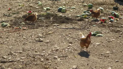 Gallinas-ecologicas5