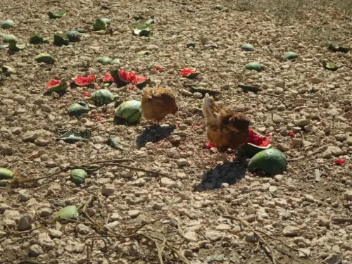 Gallinas-ecologicas6