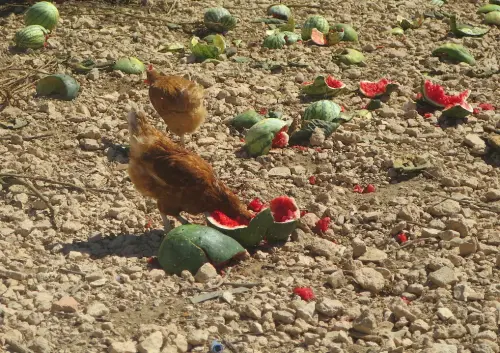 Gallinas-ecologicas7