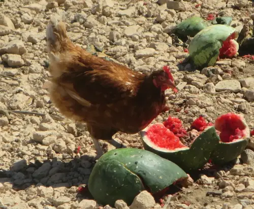 Gallinas-ecologicas8