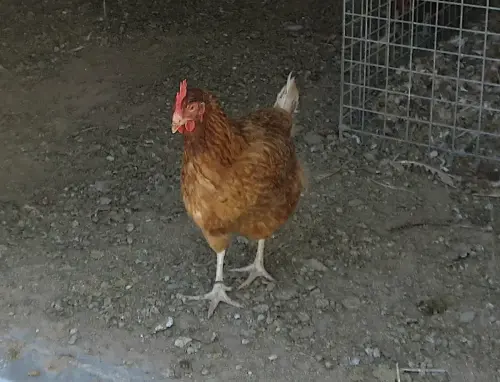 Gallinas-ecologicas9