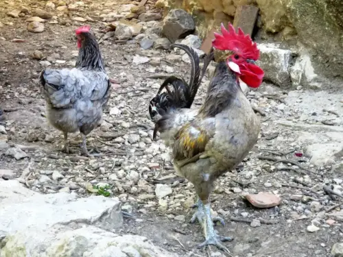 Gallinas4