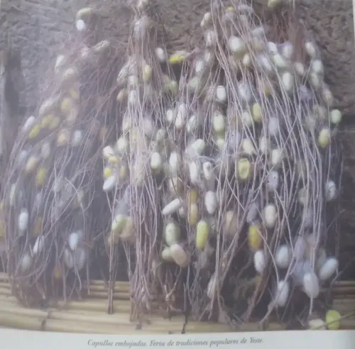 Gusanos-de-seda-Lietor-Capullos-embojados