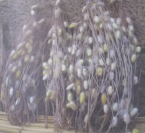 Gusanos-de-seda-Lietor-Capullos-embojados2