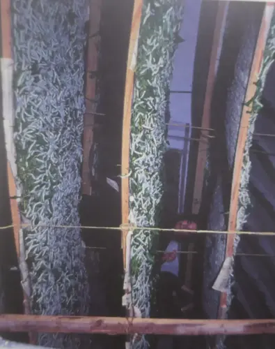 Gusanos-de-seda-Lietor-Capullos-embojados3