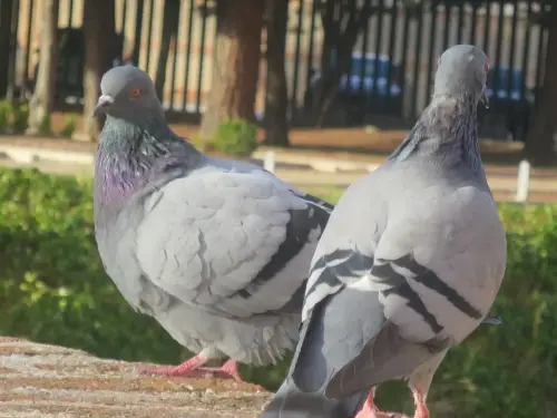 Palomas