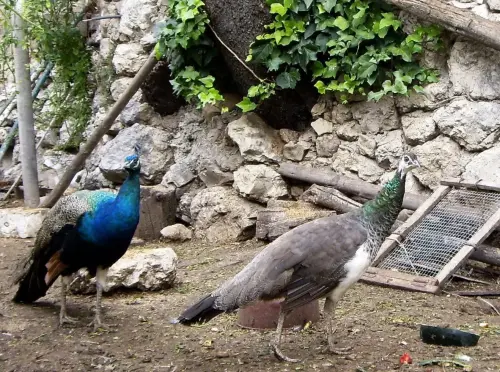 Pavos