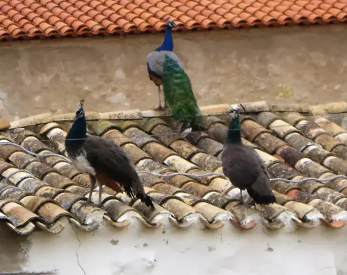 Pavos4