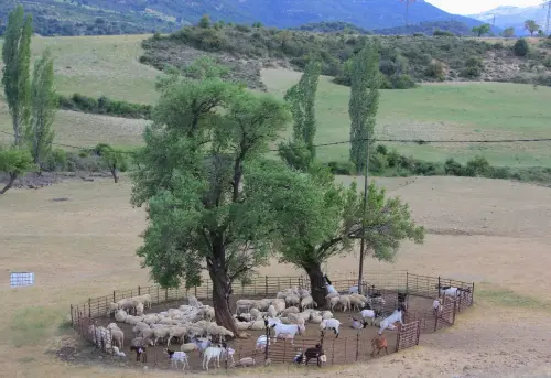 Cabras