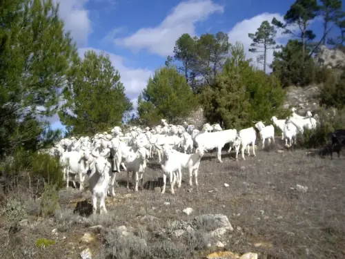 Cabras10