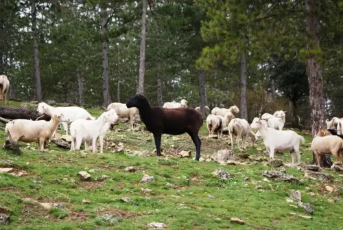 Cabras20