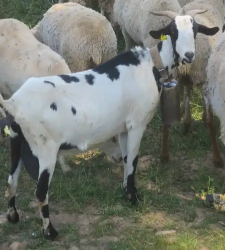 Cabras22