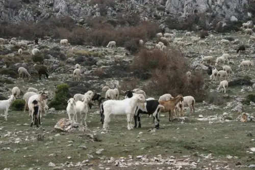 Cabras3