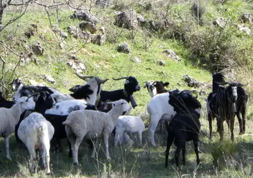 Cabras35