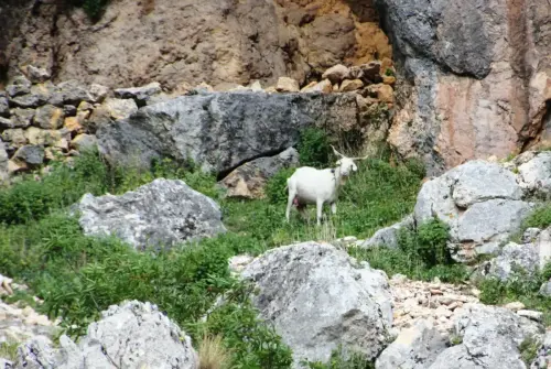 Cabras44