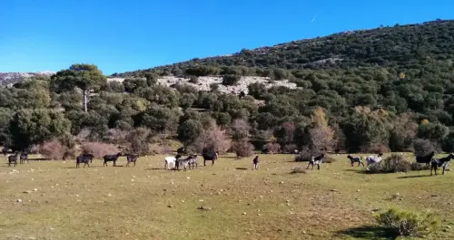 Cabras45