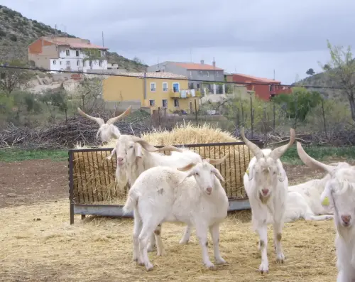 Cabras47