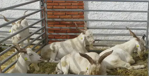 Cabras53