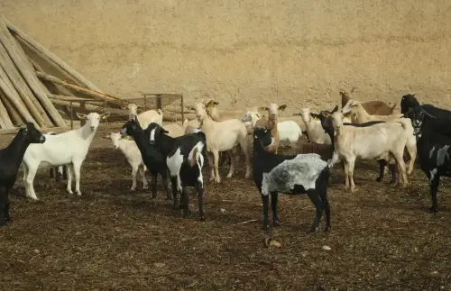 Cabras58