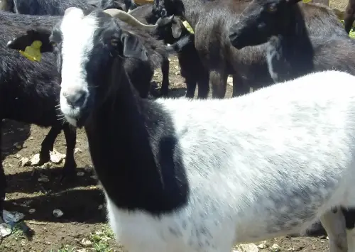 Cabras6