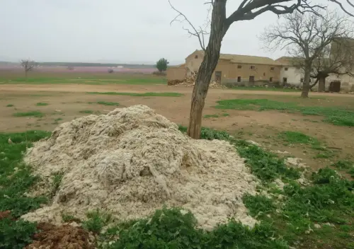 Ovejas-Lana-esquilada